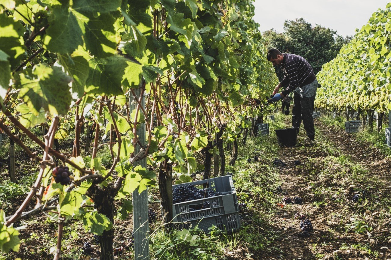 man-standing-in-a-vineyard-harvesting-bunches-of-b-3RNQ6EY.jpg